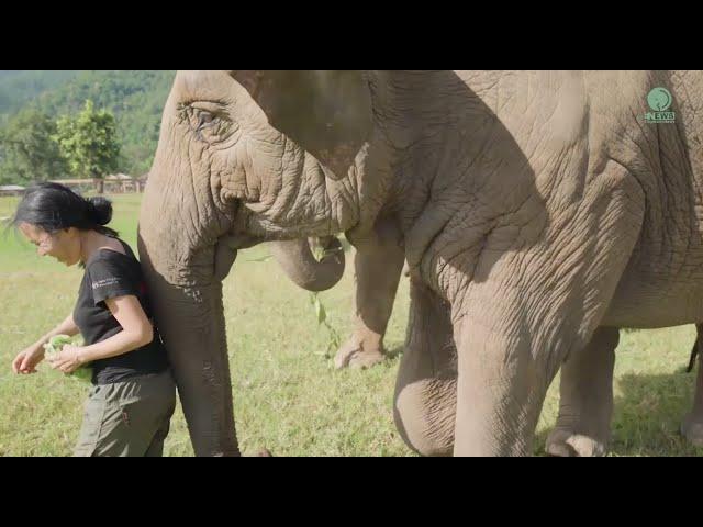 Three Elephants That Have Strong Relationships With Human - ElephantNews