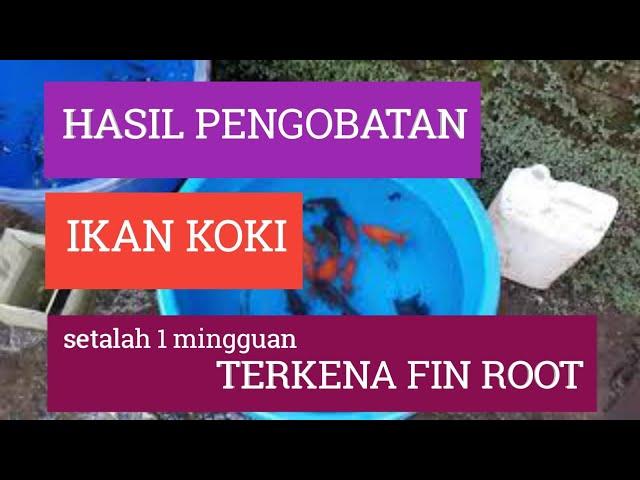 Hasil pengobatan ikan koki saya yang terkena sakit fin rot