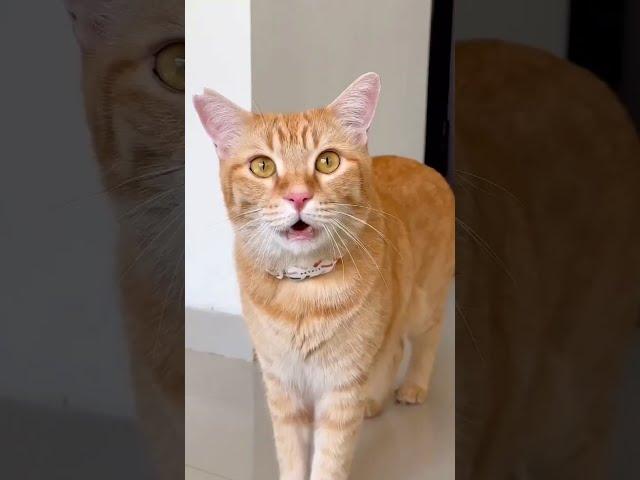 Typical Orange Cat Behavior