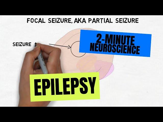 2-Minute Neuroscience: Epilepsy