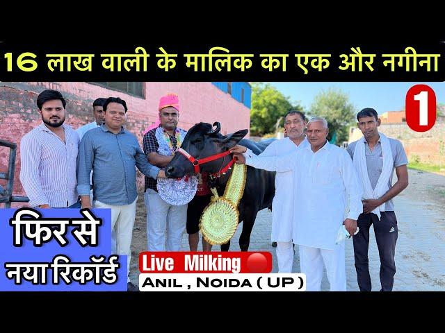 16 लाख वाली झोटी के मालिक का एक और नगीना । 1st Live  Anil , Noida