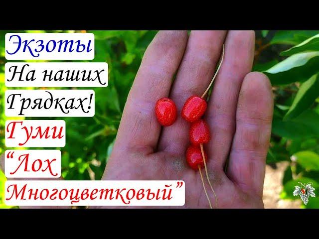 Экзоты на наших грядках! Ягоды Гуми (Лох Многоцветковый)