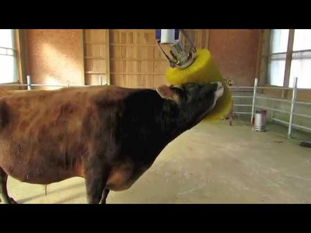 Dairy Bull Scratching himself with a Rotating Cattle Brush