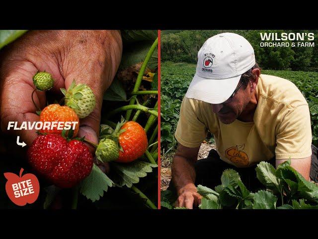 Flavorfest Strawberries  | Bite Size