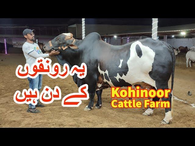 Beautiful Cattle Collection Of Kohinoor Cattle Farm.