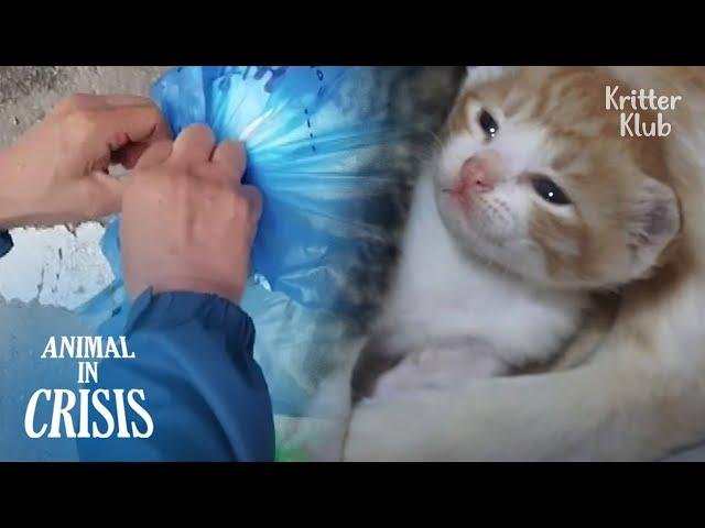 Kittens Tied Up In Trash Bag Cry For Dear Life, Hoping People'd Save Them | Animal in Crisis EP179