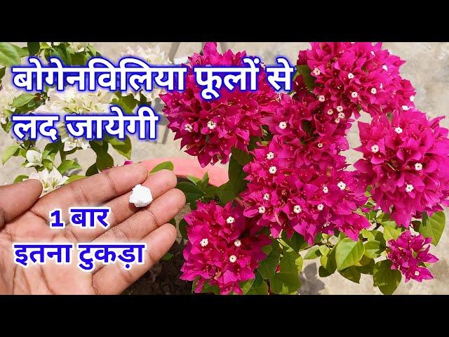 Bougainvillea Fertilizer n Care / Bougainvillea plant care tips / bougainvillea plant fertilizer