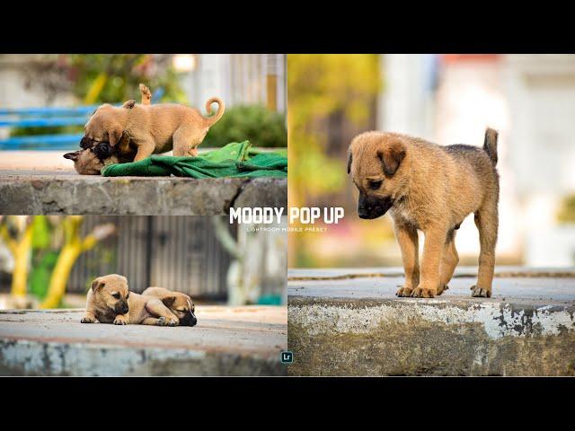 Moody Pop-Up Lightroom Mobile Preset | Puppy Preset | Moody Colour Pop-Up Preset ||