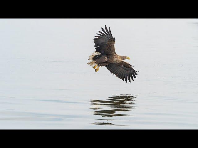 Ein Tag bei den Seeadlern am Stettiner Haff