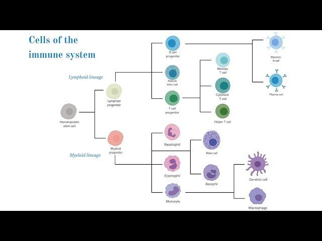 Cells of the Immune System (Brittany Anderton)