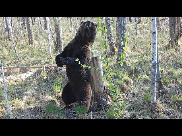 Солонец чем-то не угодил молодому медведю  Фотоловушка в дебрях Сибири!