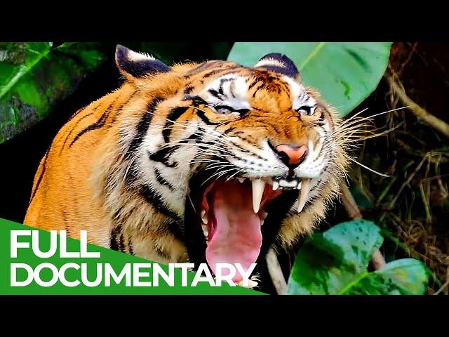 Wildlife - The Fascinating World of Wild Animals | Full Series | Free Documentary Nature