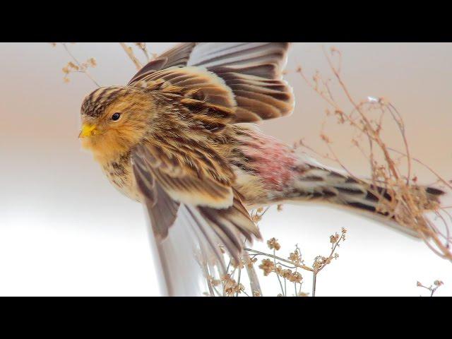 Twite. Flock of birds in winter