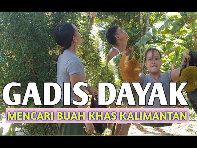 Gadis Dayak Mencari Buah MENTAWA || Buah khas Kalimantan