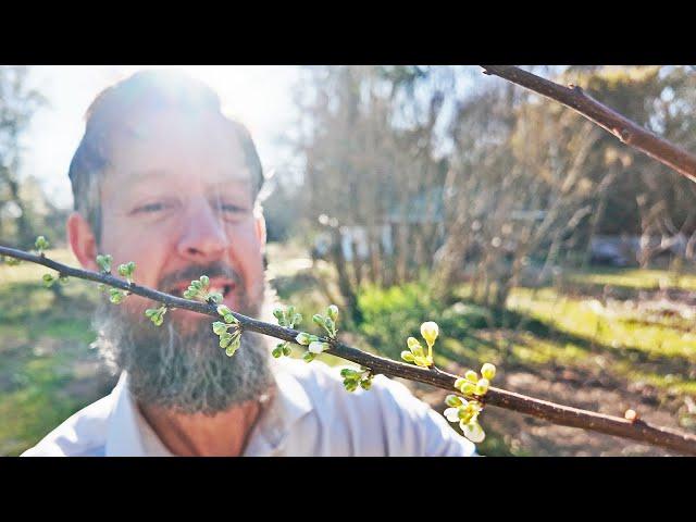 Kick Your Food Forest into HIGH GEAR - Before It Wakes Up!