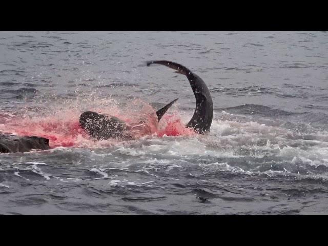 Galapagos shark eating a sea lion