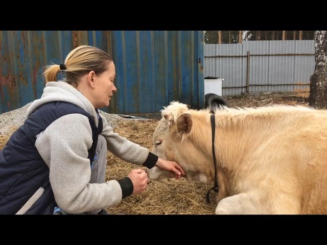 Пропала жвачка у коровы. Что делать?/жизнь в деревне