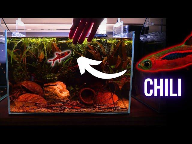 This VIBRANT FISH is my FAVOURITE NANO FISH | EP2 BETTA BLACKWATER AQUARIUM