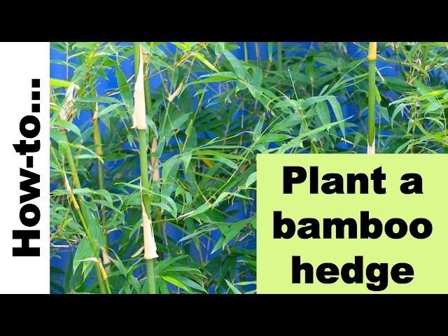 How to plant a bamboo hedge or screen