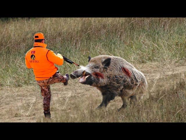 TOP 30 KILLING BLOWS! Best Wild Boar Hunts Compilation, Feral Hog Hunts