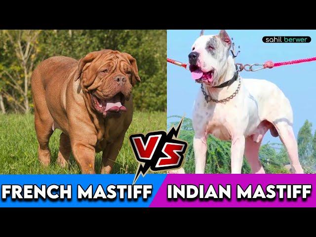 Indian Mastiff Vs French Mastiff || Pakistani Bully Vs Dogue De Bordeaux || SAHIL BERWER