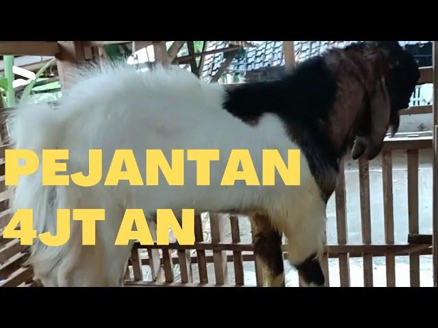 Pejantan Ekonomis Kambing Bligon Super Siap Dijadikan Pejantan