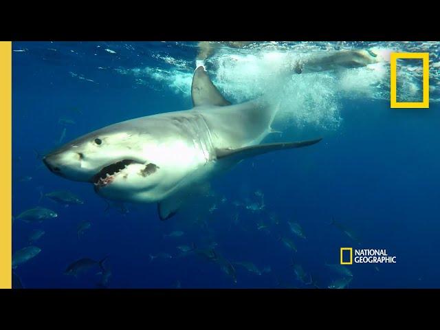 Testing a Shark Deterrent | Shark Beach with Chris Hemsworth