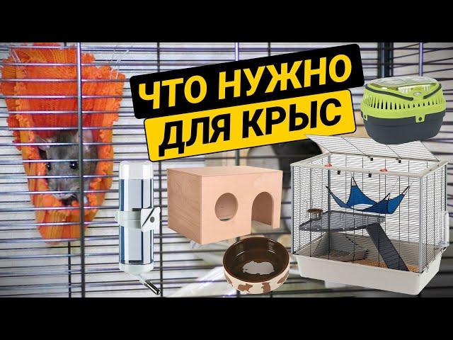 Что нужно купить для крысы? Необходимые аксессуары для домашних крыс