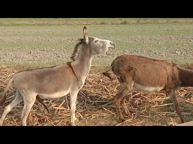 donkeys mating videos