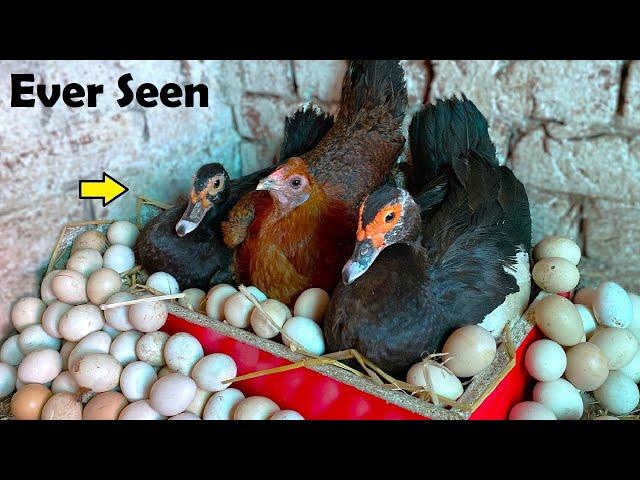 Ever Seen , 2 Muscovy Ducks and A HEN harvesting Too Many eggs Together -  Egg Hatching