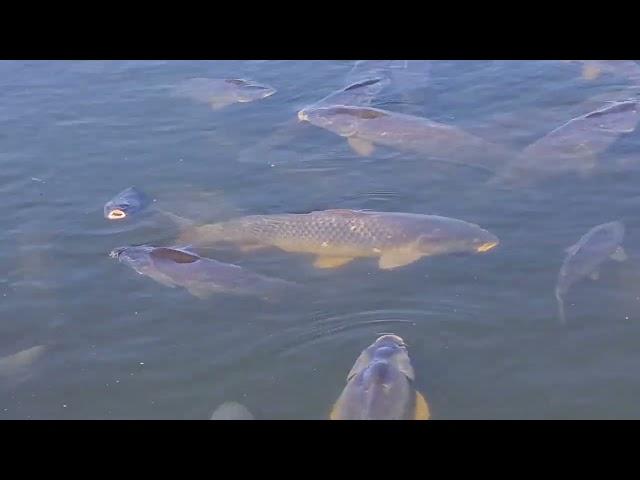 Hundreds of Carp died in Hartbeespoort Dam due to Hyacinth invasion