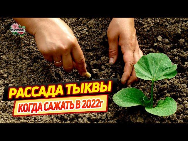 Когда сажать тыкву на рассаду и в открытый грунт в 2022 году