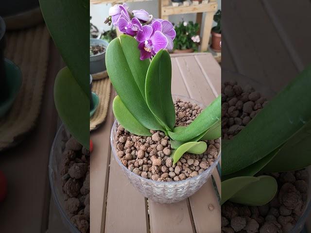 Orkide saksı değişimi nasıl yapılır? Orkide bakımı nasıl yapılmalı ? orkide sulama 