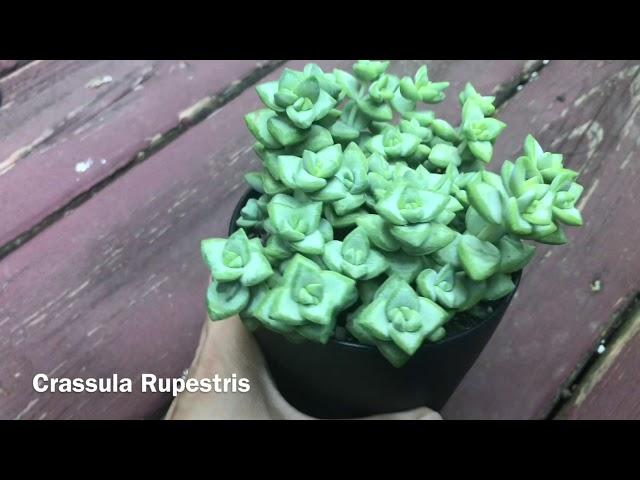 My Crassula Collection Update July 2018