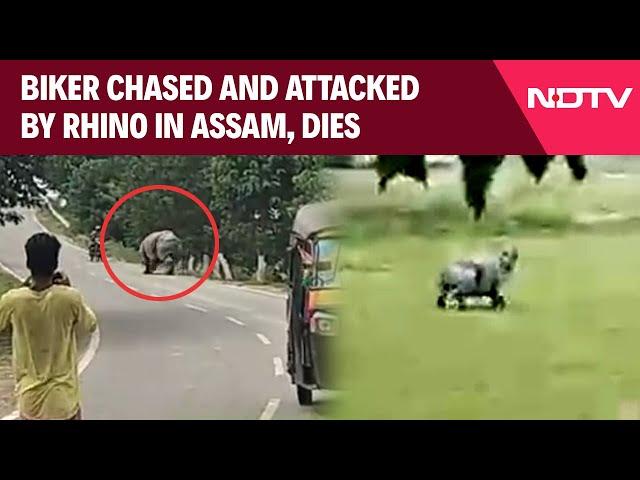 Assam News | Biker Chased And Attacked By Rhino In Assam, Dies