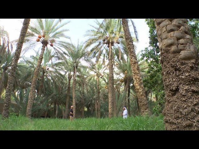 Al Ain Oasis: A monument to the UAE’s building & construction past