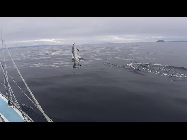 Sailing around Britain Ep9 Belfast to Campbeltown, these Dolphins are huge!