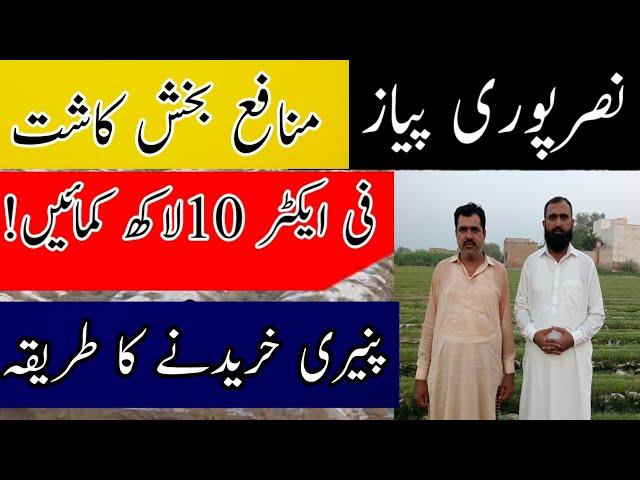 Profitable off season onion farming techniques || Off season onion nursery || Bilal Kanju Official