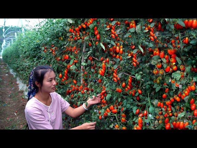 Harvesting Cherry Tomatoes! Is it fruit or vegetable?