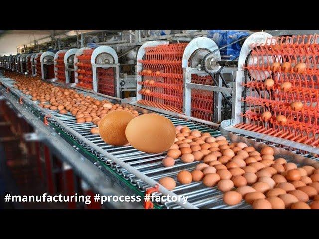 Modern Automatic Egg Farming Harvest Technology. How its Made eggs Chicken Efficiency #manufacturing