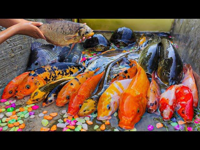 Mencari banyak ikan hias, kura-kura, ikan gurame, ikan koi, ikan sapu-sapu, ikan mujair, ikan mas