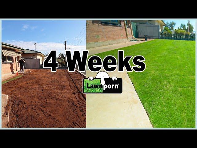 4 Week Plan for Your New Lawn in 3 minutes (Water/Fertiliser/Care)