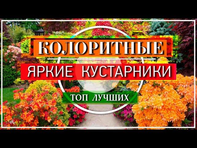  КОЛОРИТНЫЕ КУСТАРНИКИ в Саду / Посадите их - и Цветы не нужны!