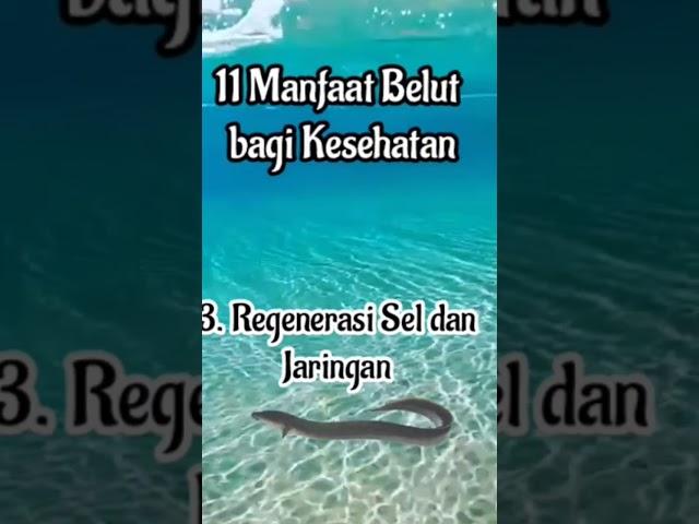 11 Manfaat Belut bagi Kesehatan #viral #fish