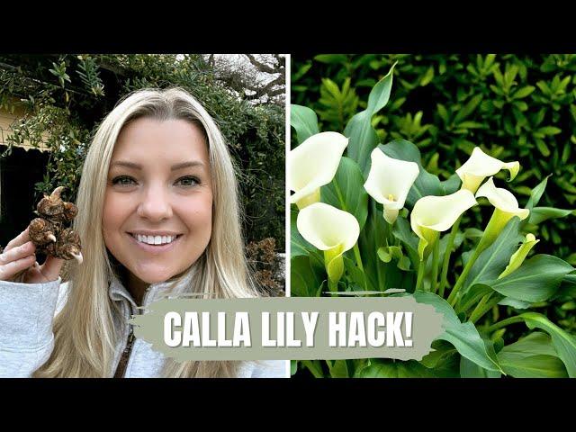 Calla Lily Hack! :: How to Get Your Calla Lilies Blooming Sooner This Season!