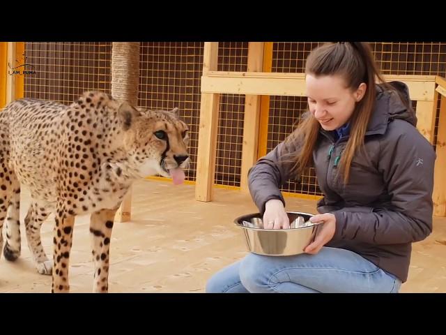 Cheetah Ichel ate from Masha's hands!