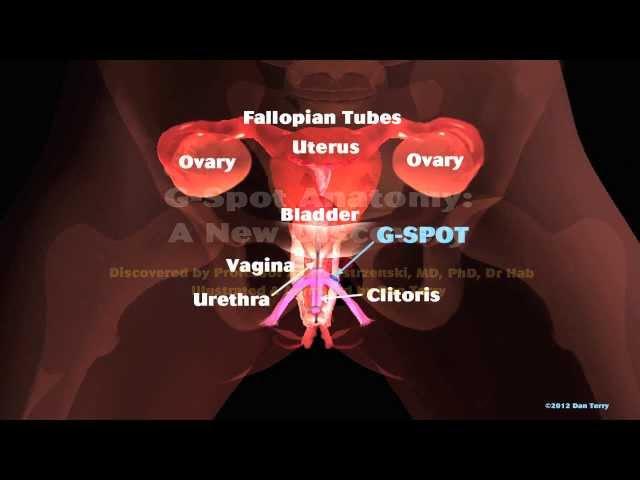 Female Reproductive Model: Internal Genitalia - G-spot location.mov