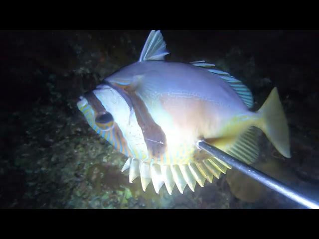 NIGH SPEARFISHING  CORTES S.D.S