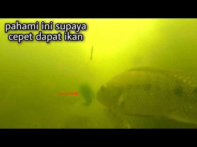 PELAJARI CARA IKAN NILA MAKAN LUMUT ,  SUPAYA CEPET STRIKE. || tilapia eats moss bait