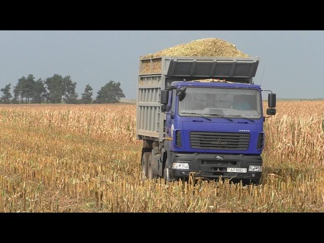 Claas Jaguar 870: Silage corn harvesting in Belarus - Power and efficiency